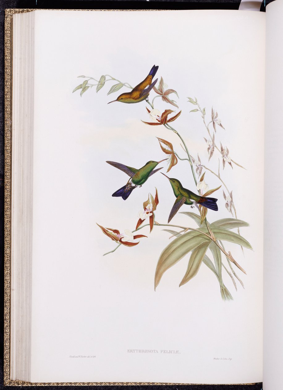 A Trochilidae vagy kolibri család monográfiája, 1849-61 között alkotó: John Gould
