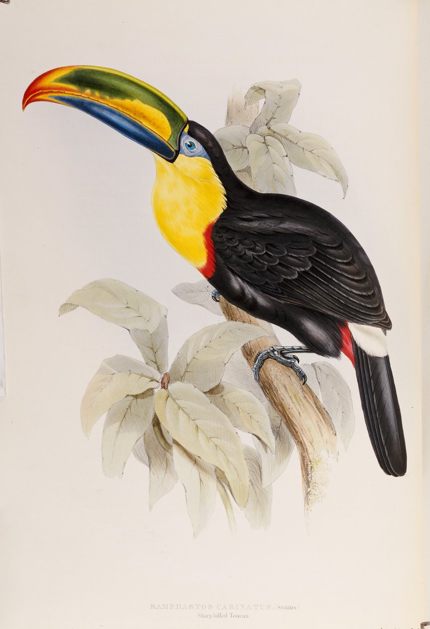 A Ramphastidae vagy a tukánok családjának monográfiája, első kiadás, 1834-ben alkotó: John Gould