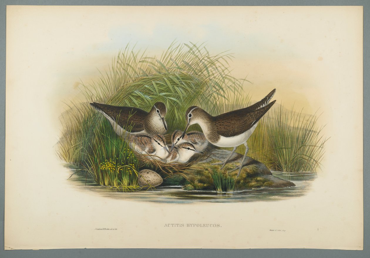 Actitis Hypoleucos - Summer Snipe (színes litho szőtt papíron) alkotó: John Gould