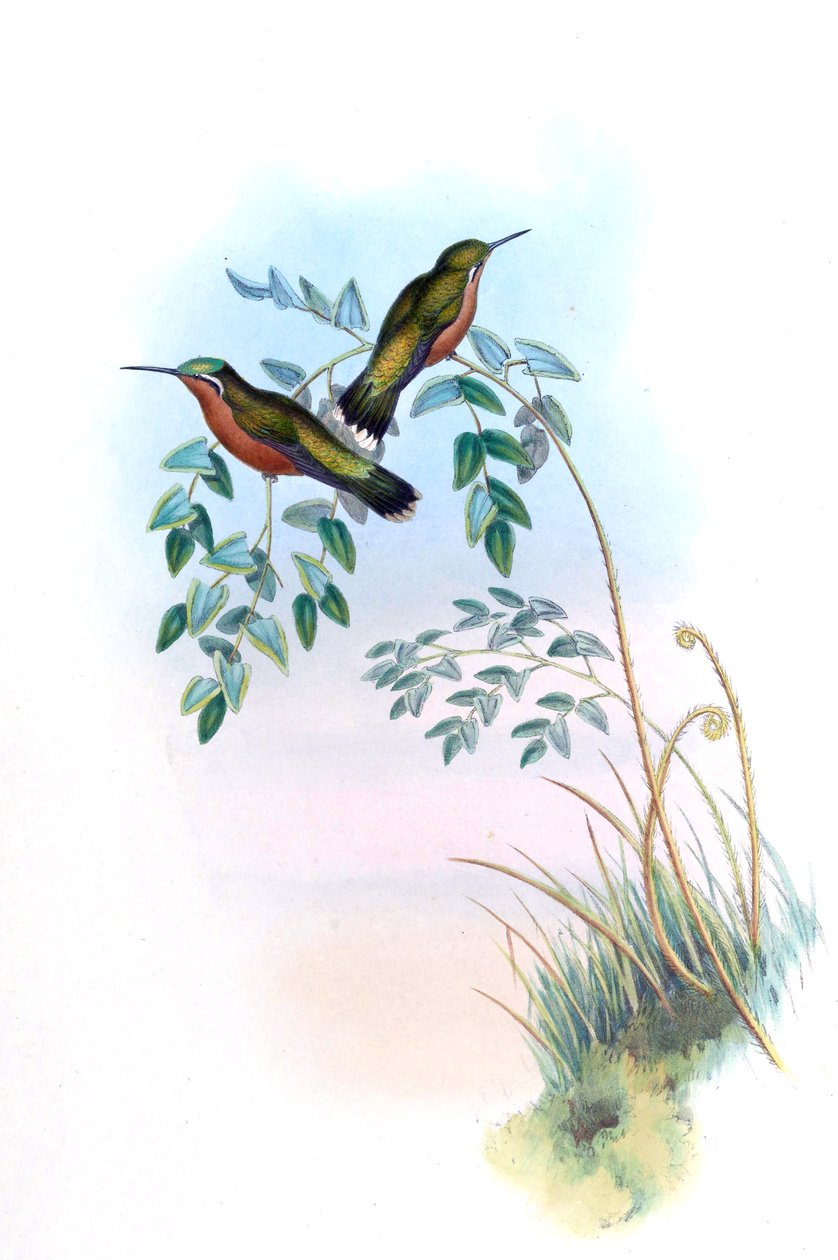 Adelomyia castaneiventris = Lampornis castaneoventris alkotó: John Gould