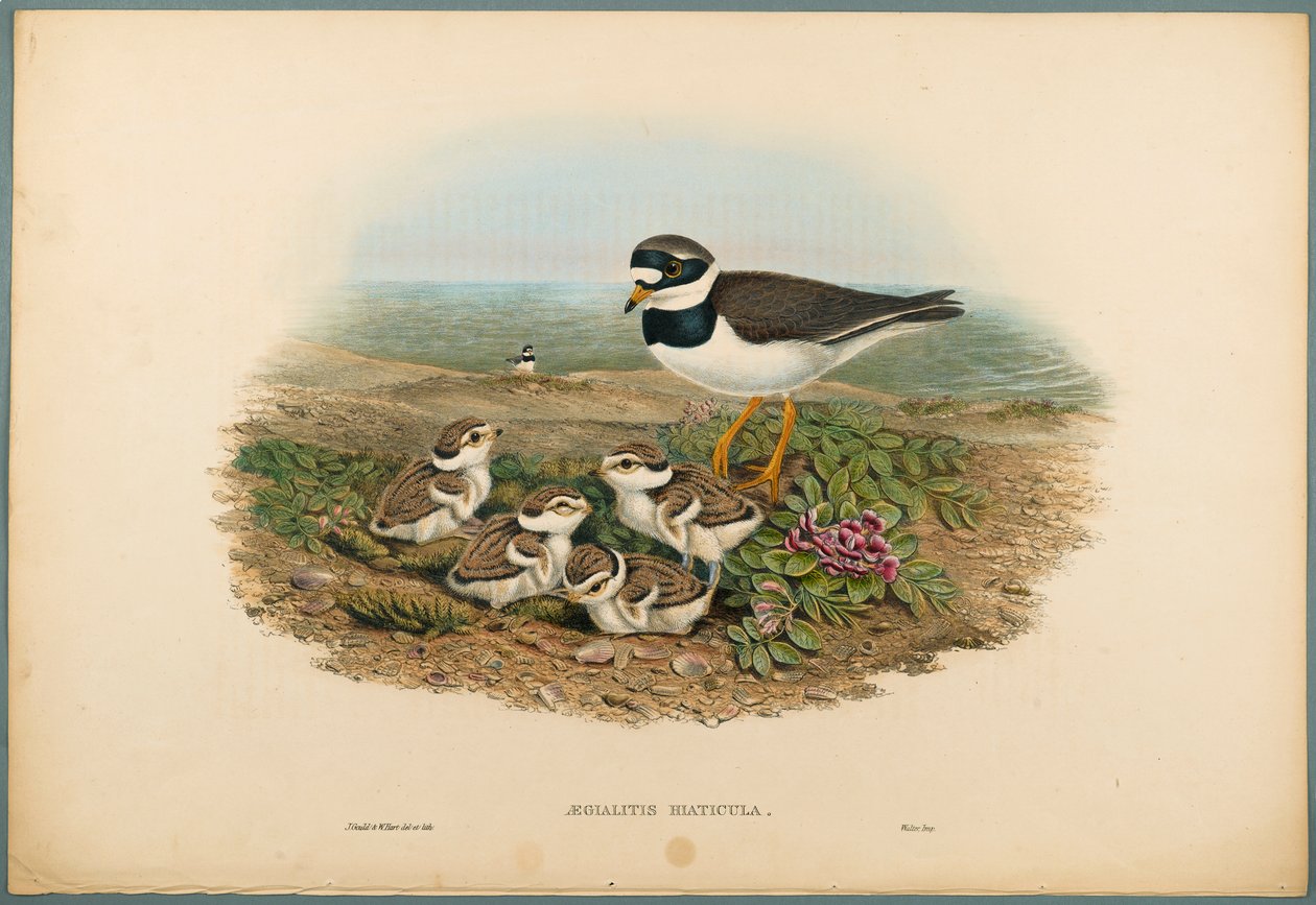 Aegialitis Hiaticula – gyűrűs lile (színes lithoszöveg szőtt papíron) alkotó: John Gould