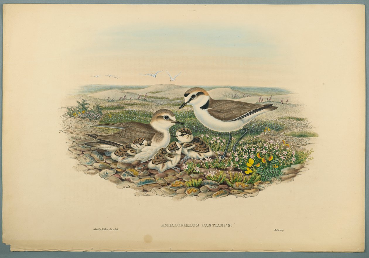 Aegialophilus Cantianus - Kentish lile (színes litho szőtt papíron) alkotó: John Gould