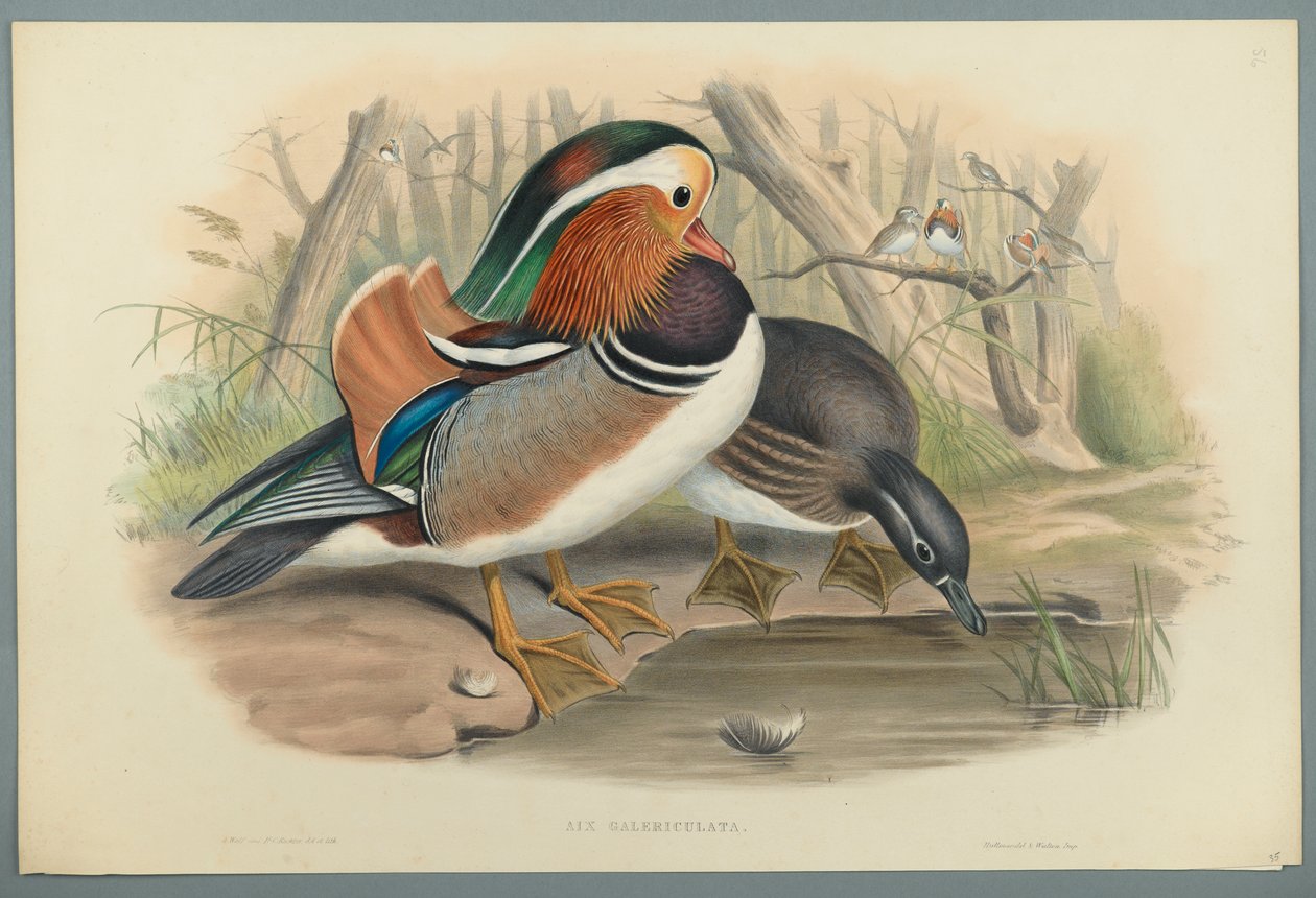 Aix Galericulata: Kacsa (színes lito szőtt papíron) alkotó: John Gould