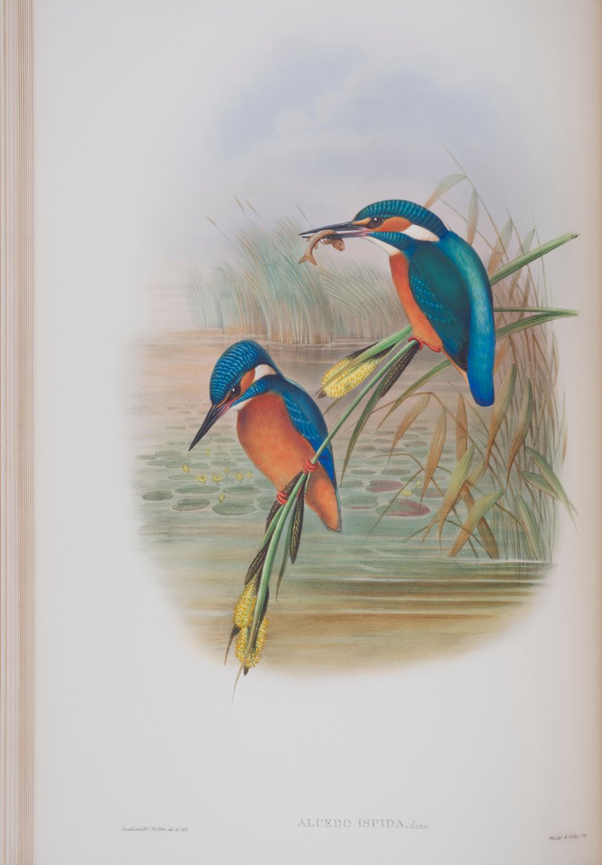 Alcedo Ispida, tányér a The Birds of Great Britain-ből, John Gouldtól, 1862-73 között (kézzel színezett litho) alkotó: John Gould