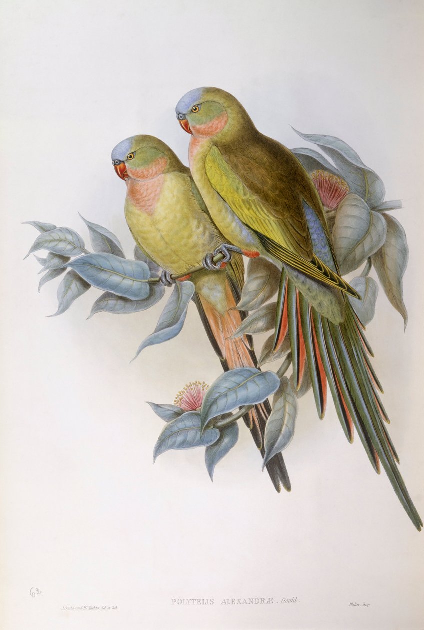 Alexandra papagájja (Polytelis alexandrae), John Gould metszete alkotó: John Gould