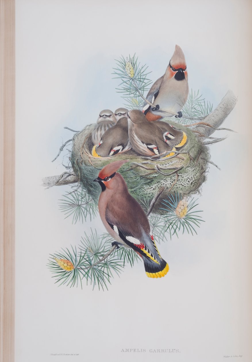 Ampelis Garrulus, lemez a The Birds of Great Britain-ből, John Gouldtól, 1862-73 között (kézzel színezett litó) alkotó: John Gould