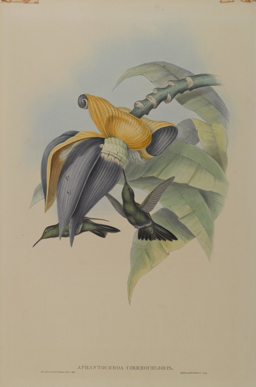 Aphantochroa Cirrhochloris: Homályos kolibri alkotó: John Gould