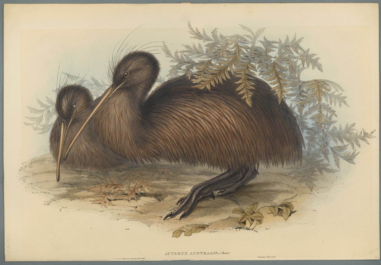 Apteryx Australis (színes lito szőtt papíron) alkotó: John Gould