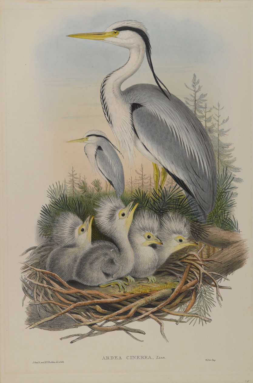 Ardea Cinerea - kócsag alkotó: John Gould