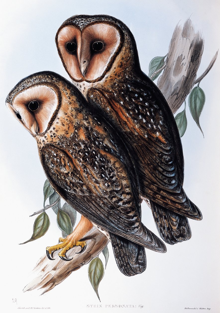 Ausztrál maszkos bagoly (Strix personata), litográfia a Birds of Australia-ból alkotó: John Gould