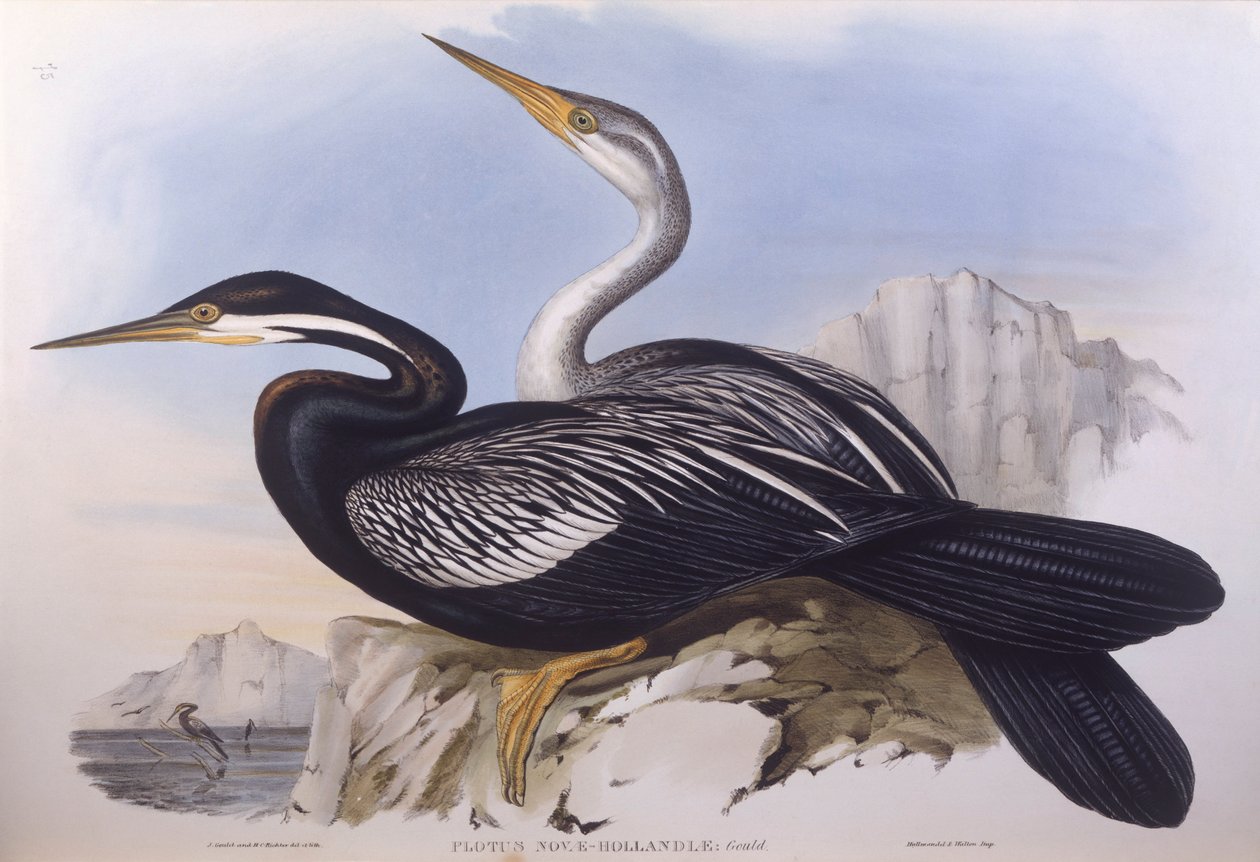 Ausztrál darer (Anhinga novaehollandiae), John Gould metszete alkotó: John Gould