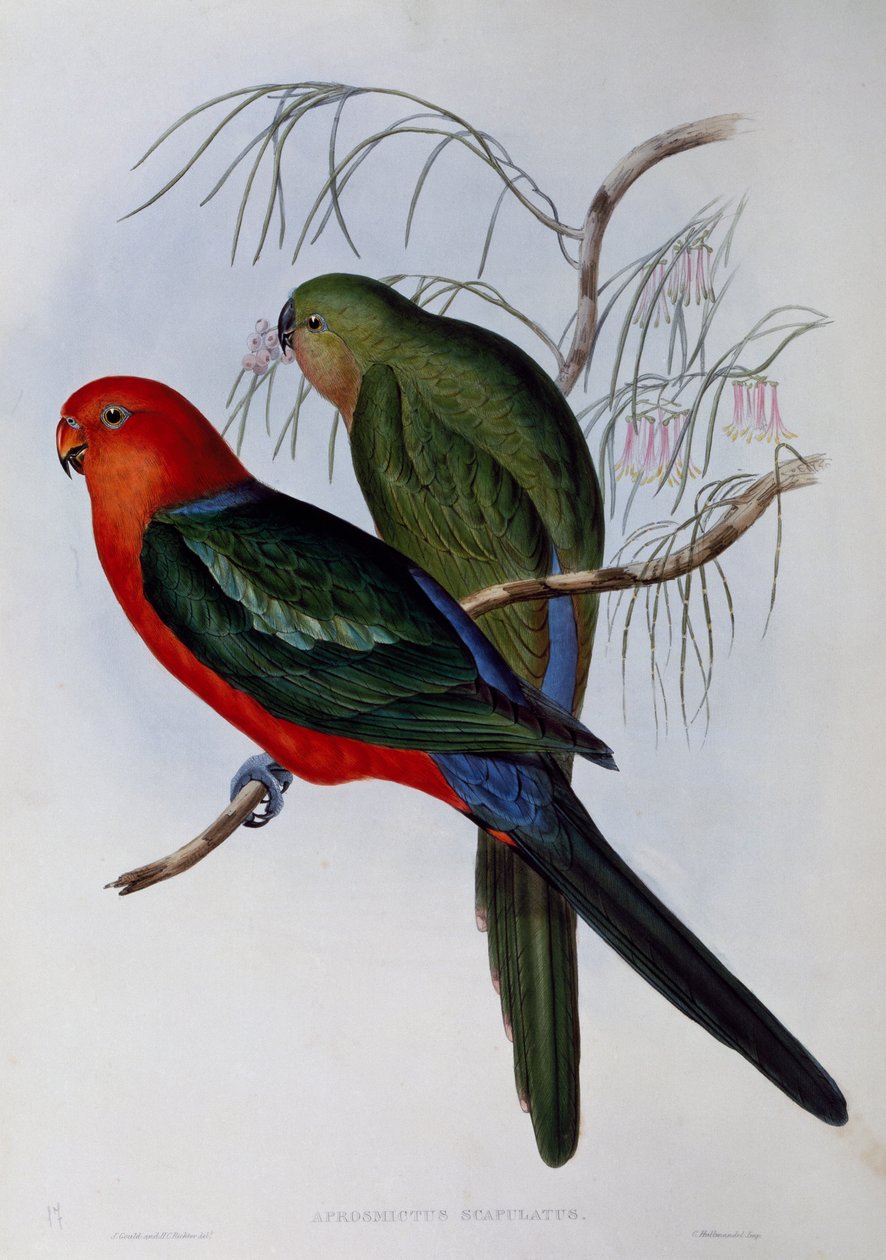 Papagáj ausztrál király (Alisterus scapularis), John Gould (1804-1881) és Henry Constantine Richter (1821-1902) metszete. Egyesült Királyság alkotó: John Gould