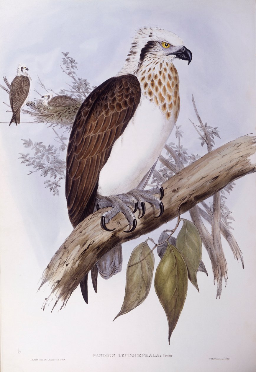 Ausztrál rétisas (Pandion haliaetus cristatus), John Gould metszet alkotó: John Gould