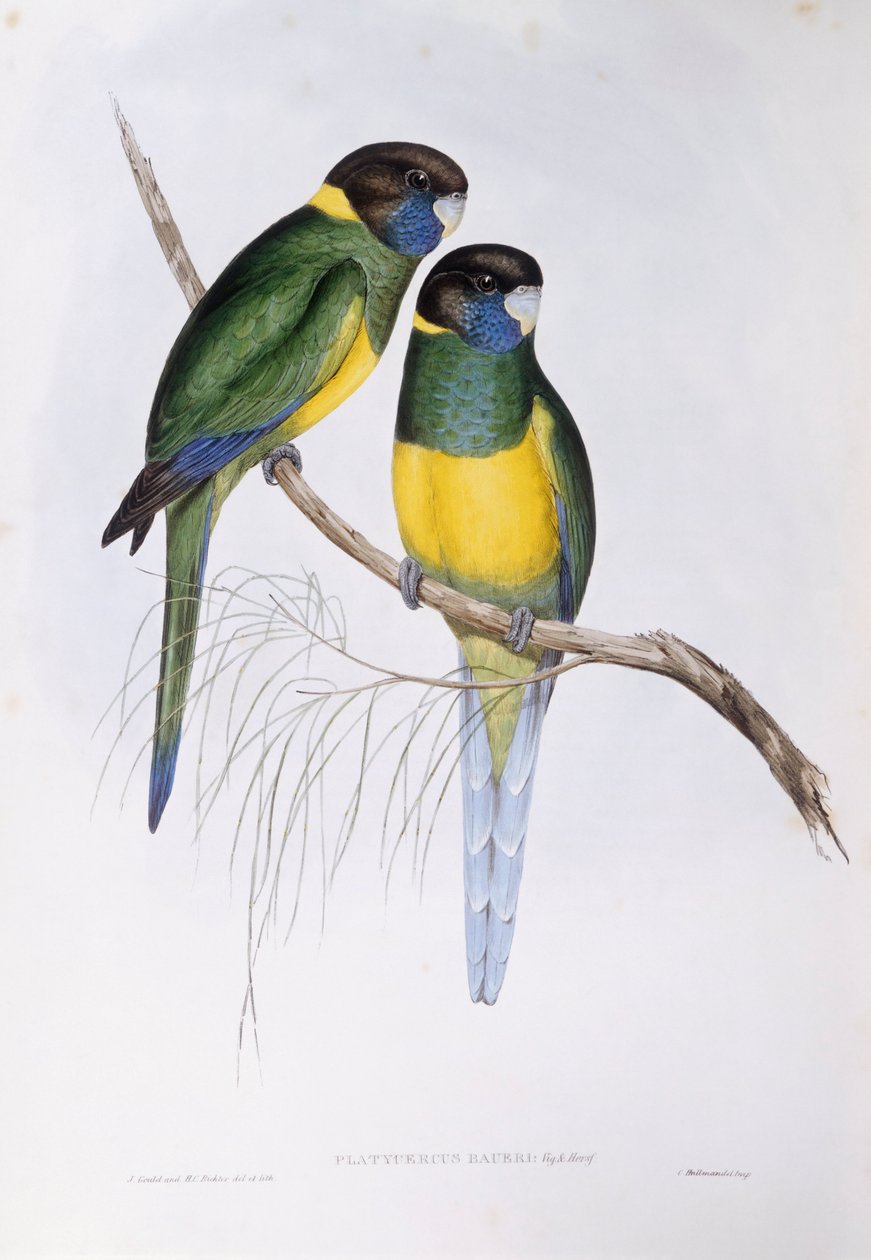Ausztrál gyűrűs nyak (Barnardius vagy Platycercus zonarius), John Gould metszete alkotó: John Gould