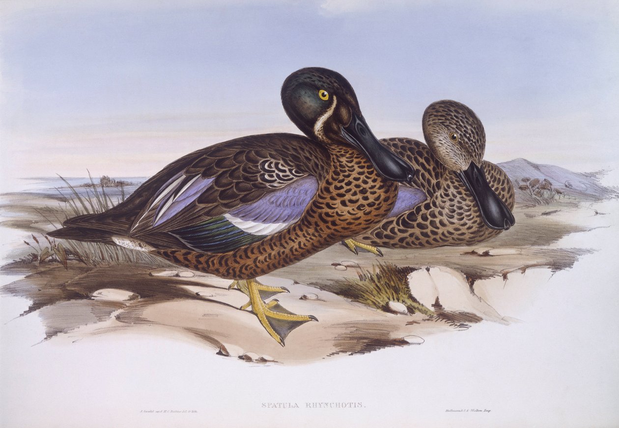 Ausztrál lapátos (Anas rhynchotis), John Gould metszet alkotó: John Gould
