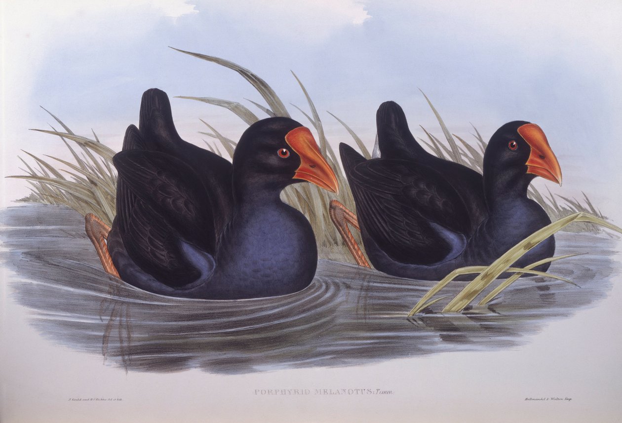 Ausztrál mocsár (Porphyrio melanotus), John Gould metszete alkotó: John Gould