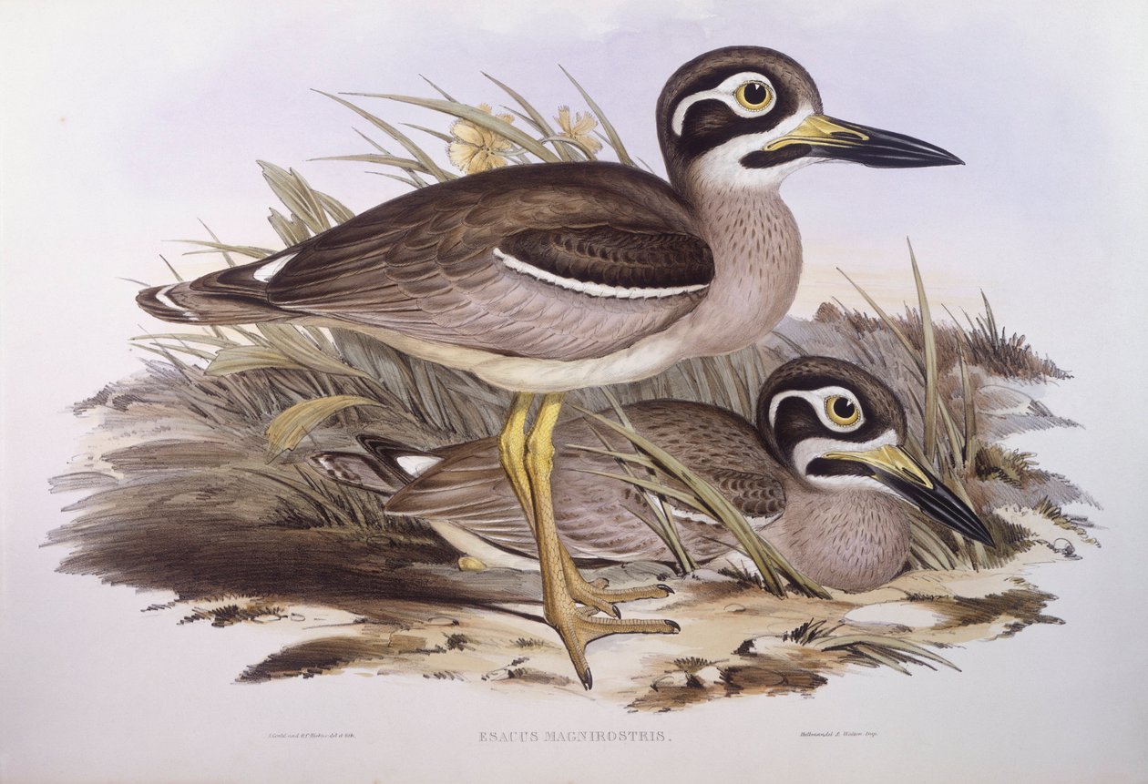 Strand vastag térd (Esacus magnirostris vagy Burhinus giganteus), John Gould metszet alkotó: John Gould