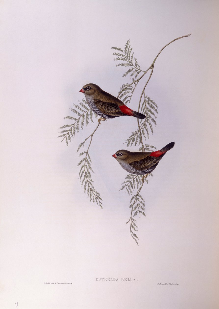 Gyönyörű tűzfarkú (Stagonopleura bella), John Gould metszet alkotó: John Gould