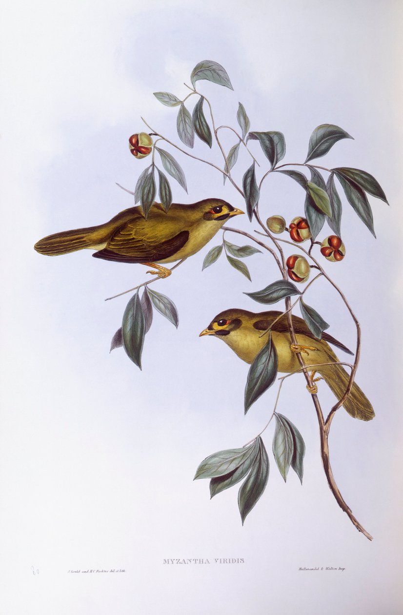 Harangbányász (Manorina melanophrys), John Gould metszete alkotó: John Gould