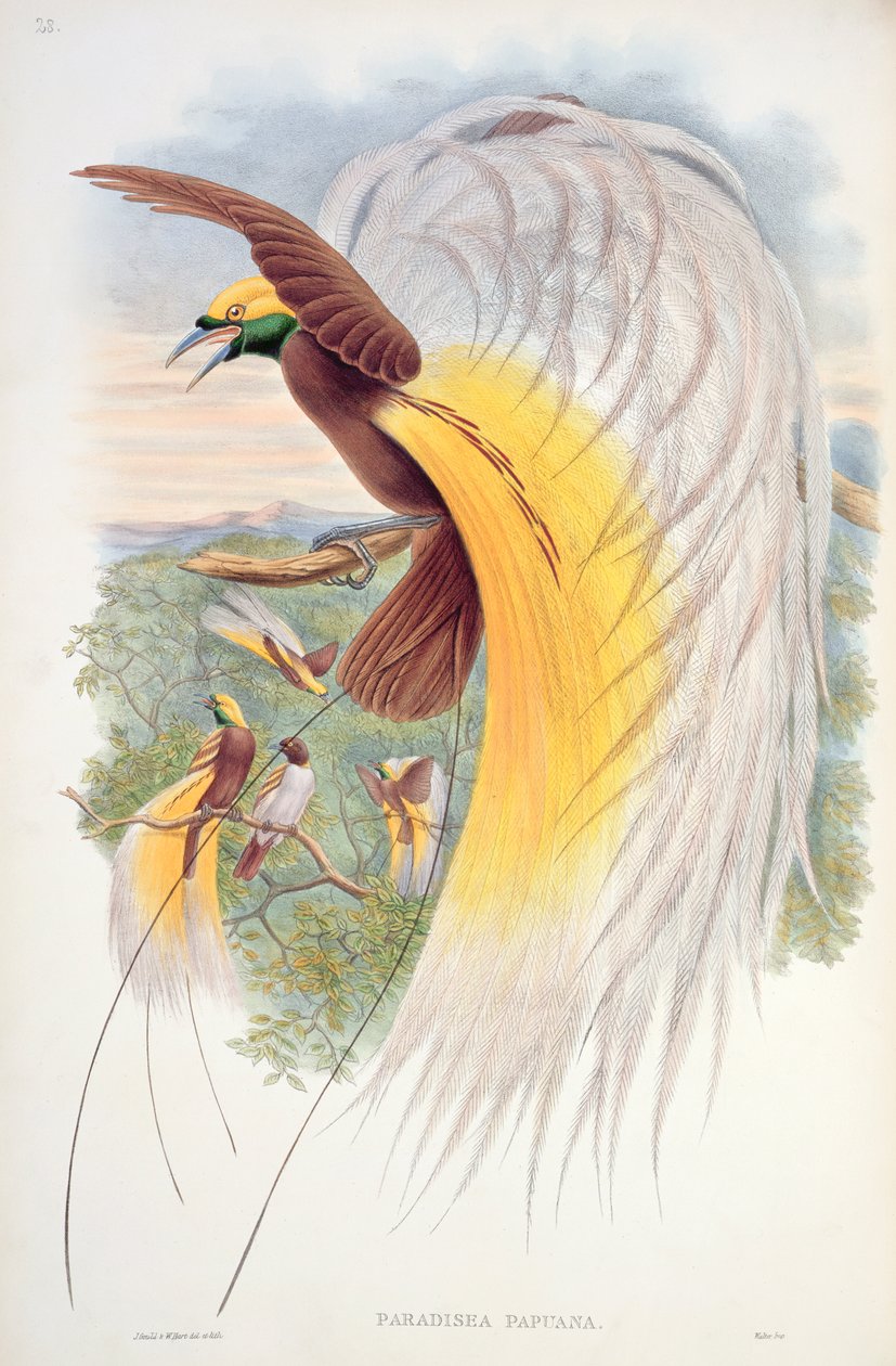 Paradicsommadár, az "Új-Guinea madarai"-ból alkotó: John Gould