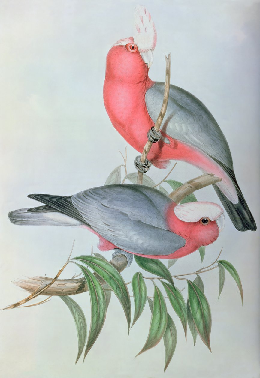Ázsia madarai alkotó: John Gould