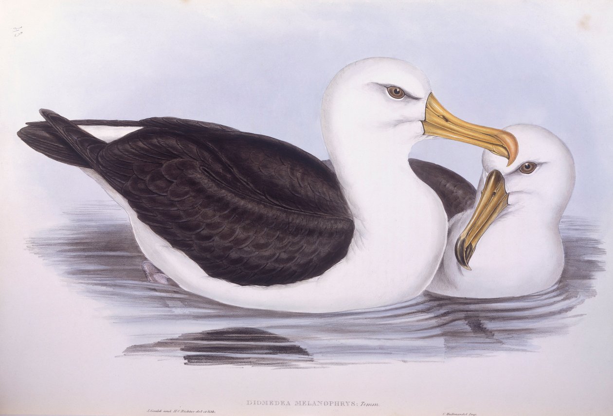 Fekete szemöldökű albatrosz (Diomedea o Thalassarche melanophrys), John Gould metszet alkotó: John Gould