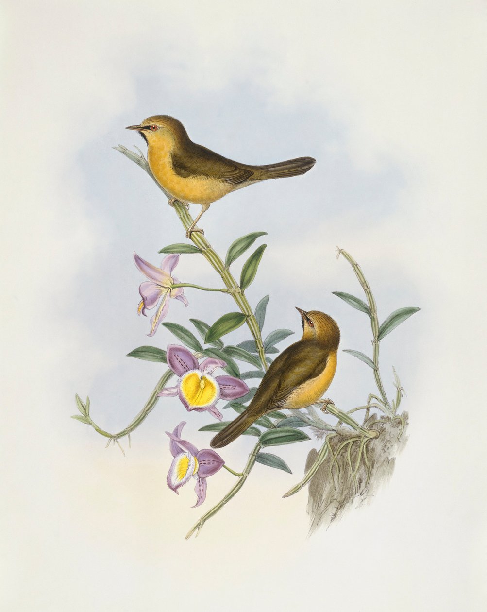 Fekete állú gügyög (Stachyris pyrrhops), John Gould metszete alkotó: John Gould