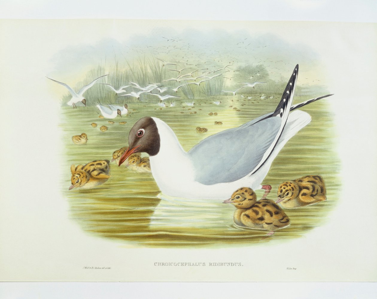 Feketefejű sirály (Larus ridibundus), metszet: John Gould, William Hart, H C Richter alkotó: John Gould