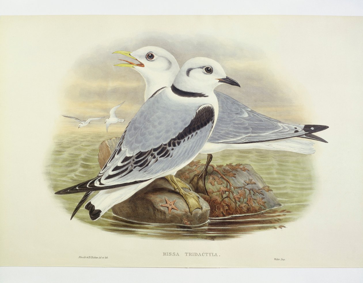 Feketelábú cica (Rissa tridactyla), metszet: John Gould, William Hart, H C Richte alkotó: John Gould