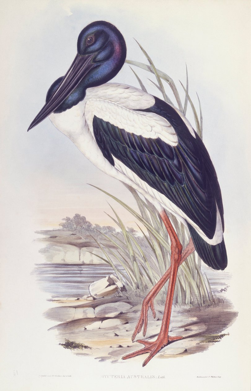 Feketenyakú gólya (Ephippiorhynchus asiaticus), John Gould metszet alkotó: John Gould