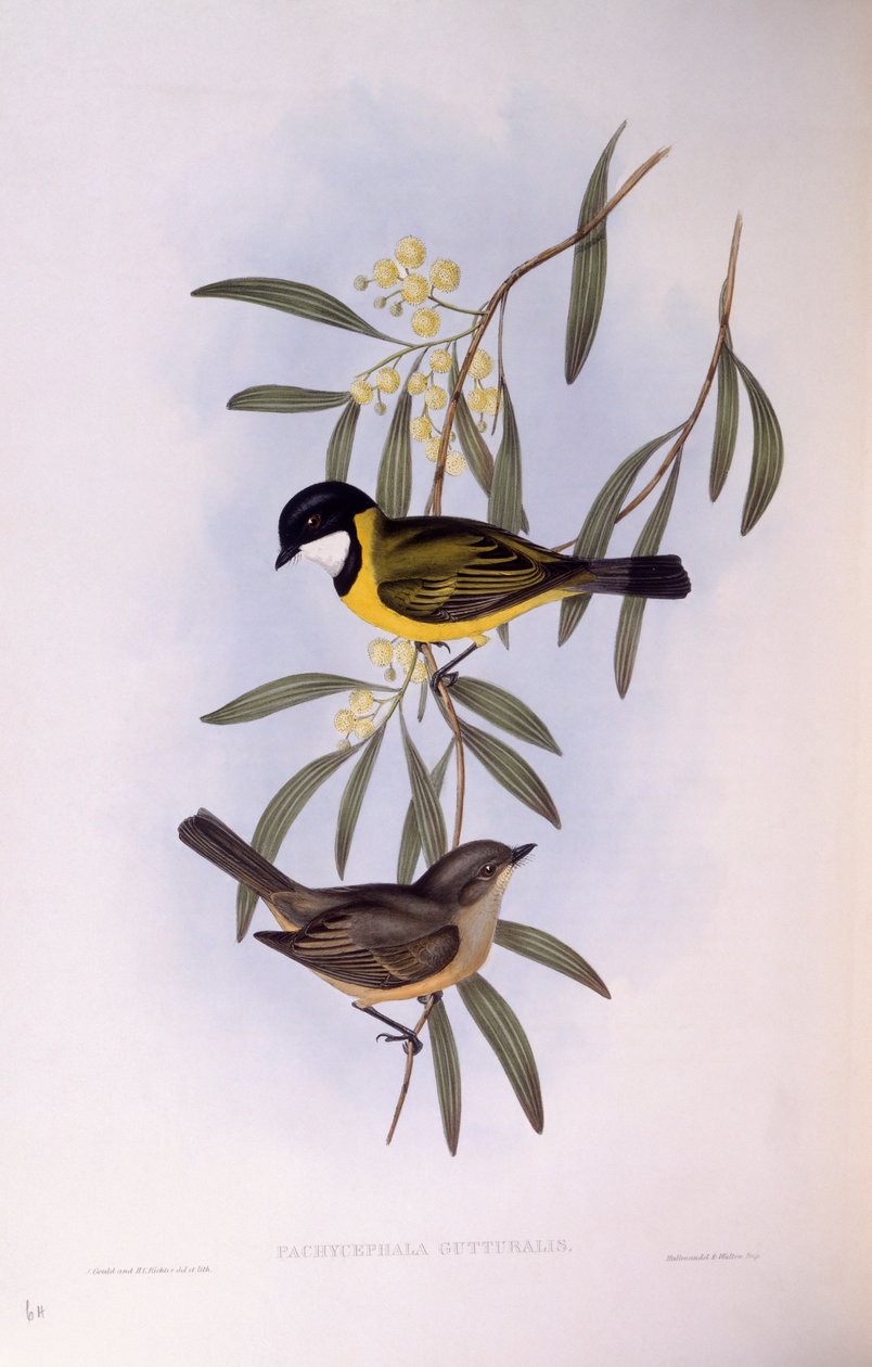 Feketefarkú fütyülő (Pachycephala melanura), John Gould metszete alkotó: John Gould