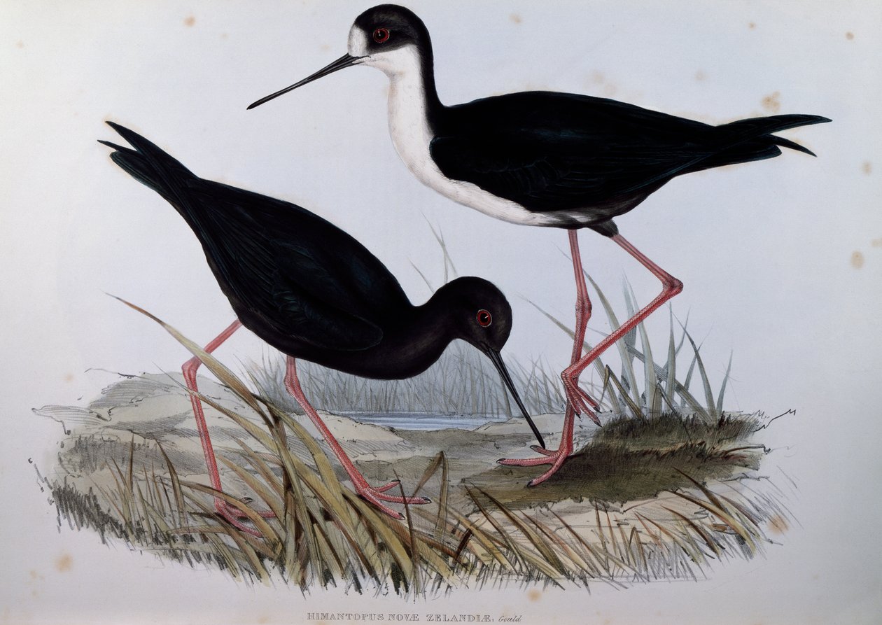 Fekete gólyalábas (Himantopus novaezelandiae), metszet az ausztrál madarakról alkotó: John Gould