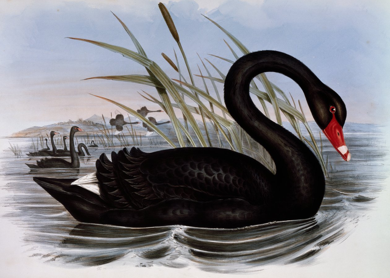 Fekete hattyú (Cygnus atratus), metszet Ausztrália madarairól alkotó: John Gould