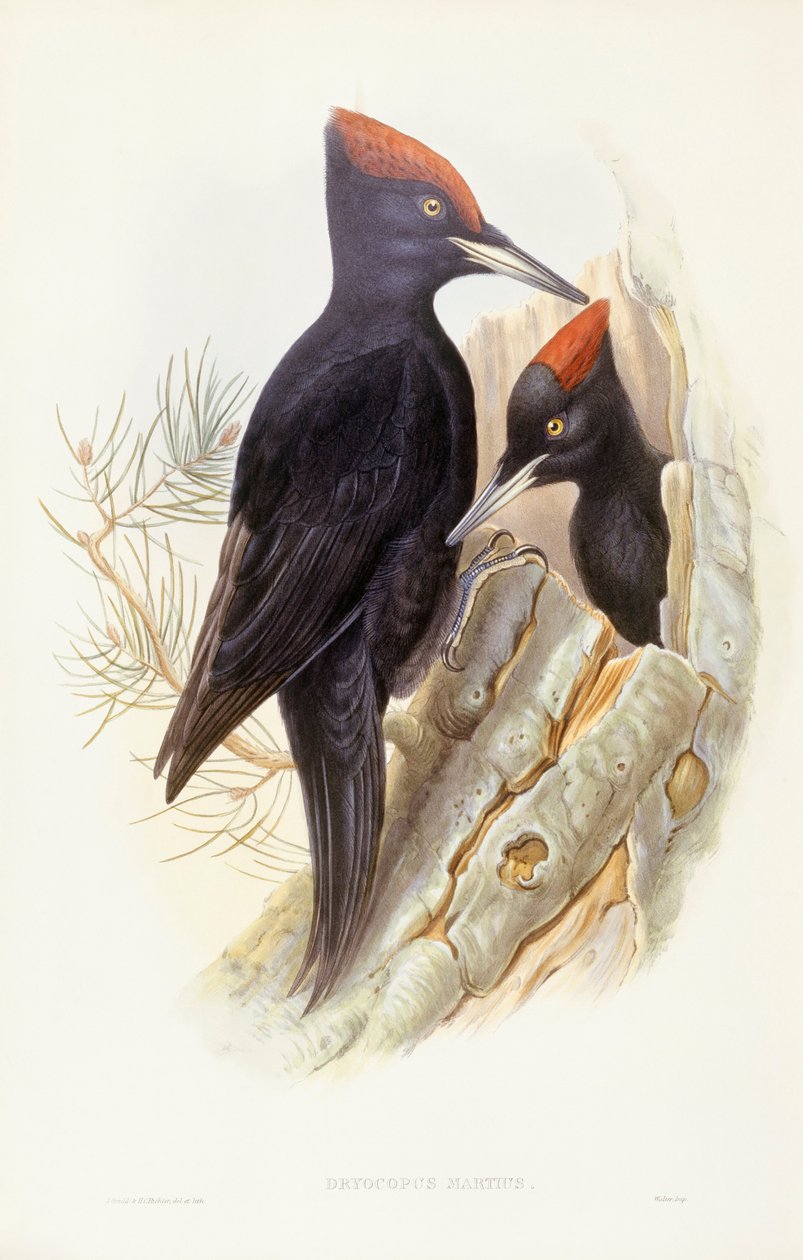 Fekete harkály (Dryocopus martius), John Gould metszet alkotó: John Gould