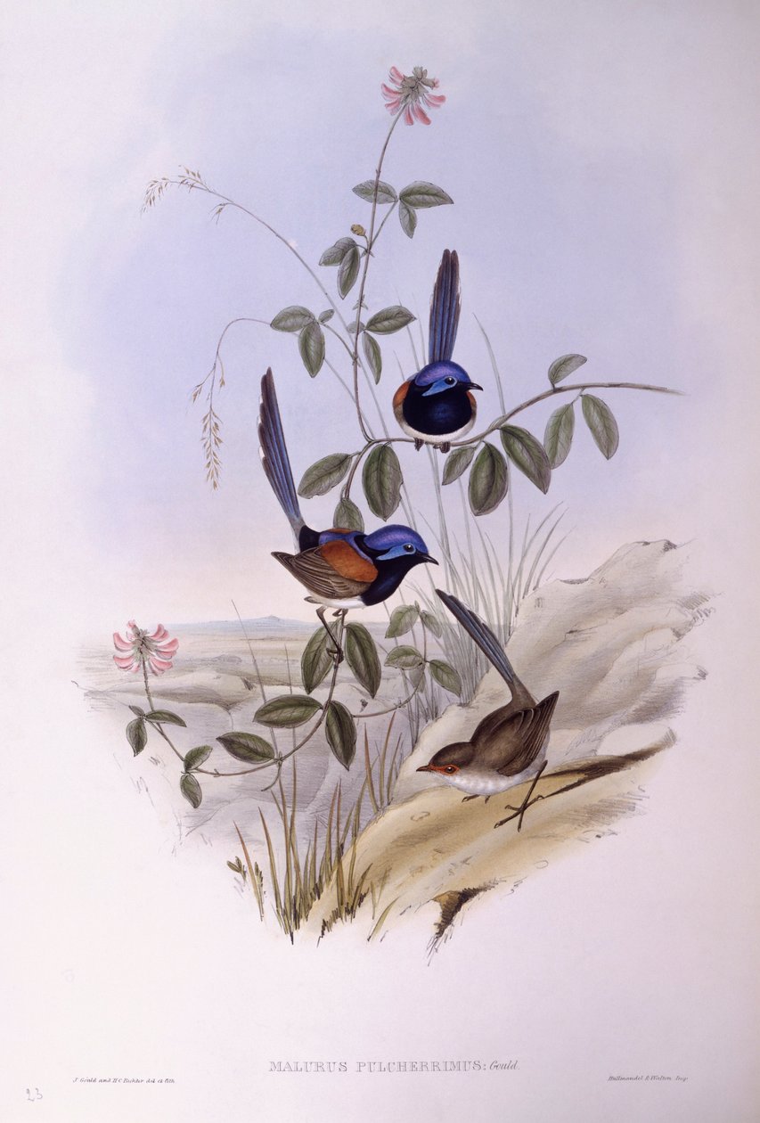 Kékmellű tündérfiú (Malurus pulcherrimus), John Gould metszete alkotó: John Gould