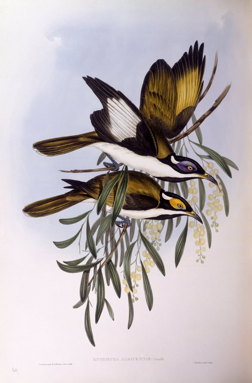 Kékarcú mézevő (Entomyzon cyanotis), John Gould metszete alkotó: John Gould