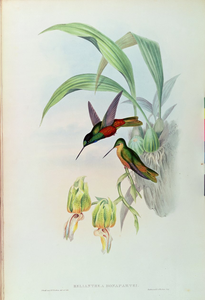 Bonaparte csillagfrontos kolibri (színes litó) alkotó: John Gould
