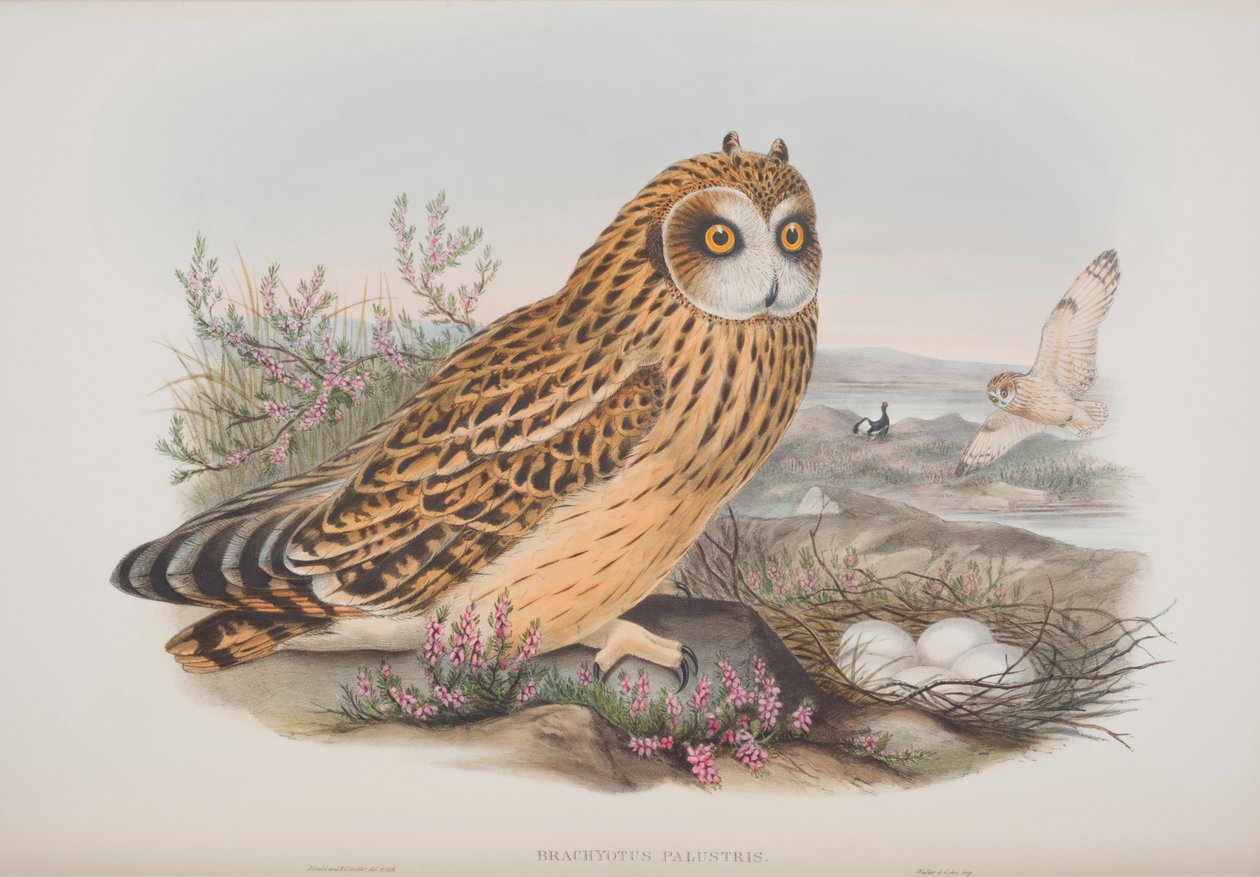 Brachyotus Palustris, tányér a The Birds of Great Britain-ből, John Gouldtól, 1862-73 között (kézzel színezett litó) alkotó: John Gould
