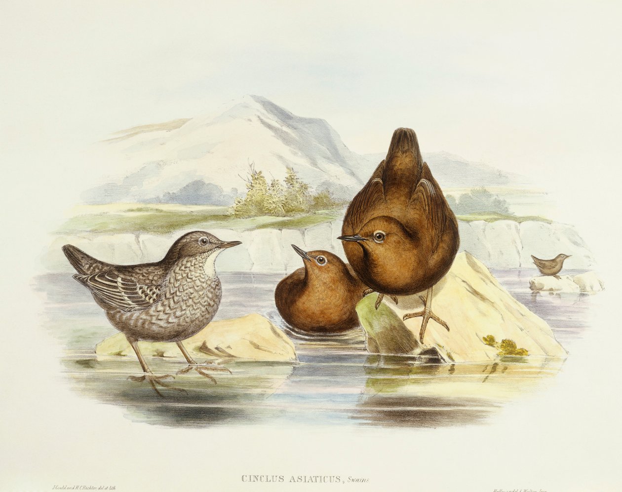 Barna kancsal (Cinclus pallasii), John Gould metszete alkotó: John Gould