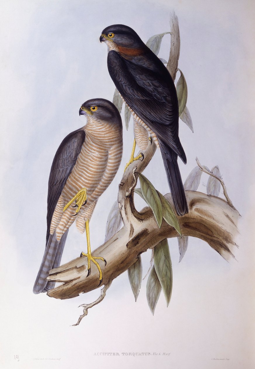 Barna kancsal (Cinclus pallasii), John Gould metszete alkotó: John Gould