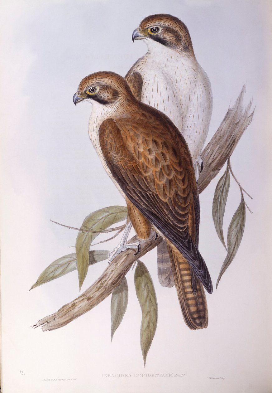 Barna sólyom (Falco berigora occidentalis), John Gould metszete alkotó: John Gould