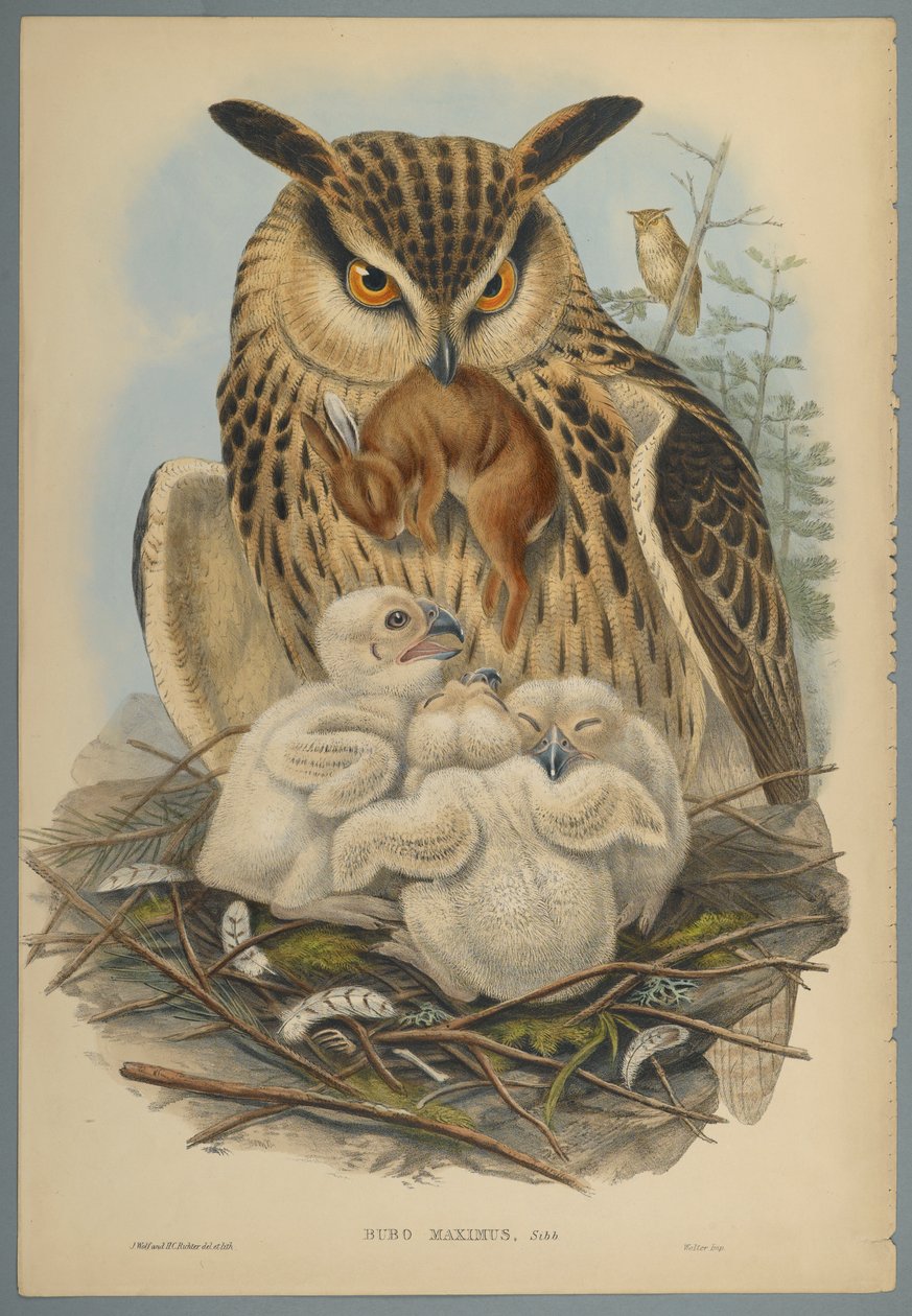 Bubo Maximus: Bagoly (színes lito szőtt papíron) alkotó: John Gould