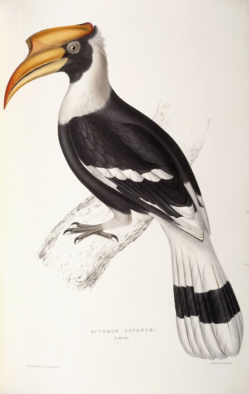 Buceros Cavatus alkotó: John Gould