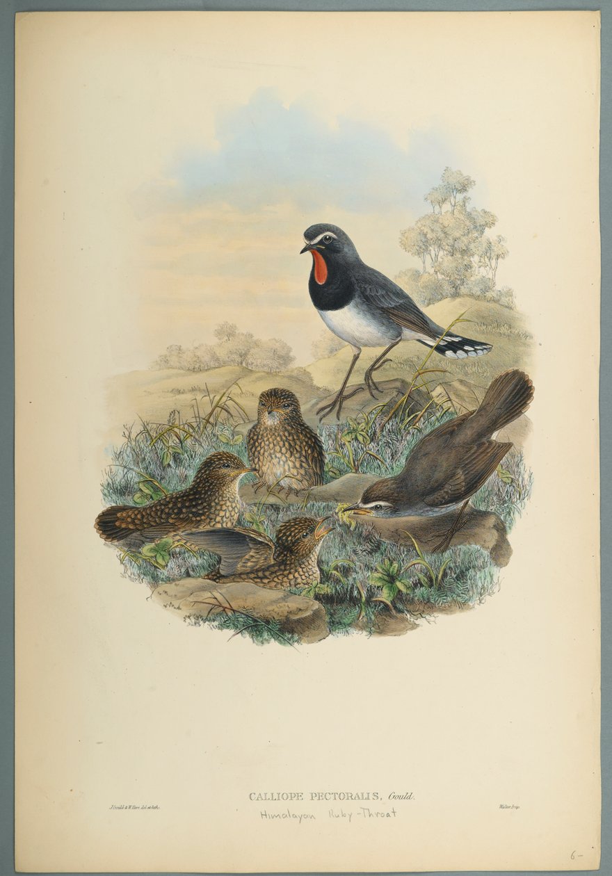 Calliope Pectoralis (színes lito szőtt papíron) alkotó: John Gould