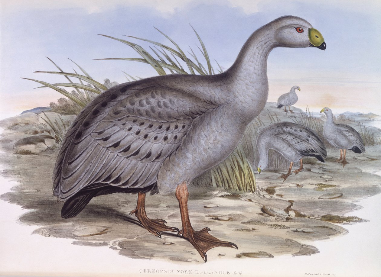 Cape Barren liba (Cereopsis novaehollandiae), John Gould metszet alkotó: John Gould