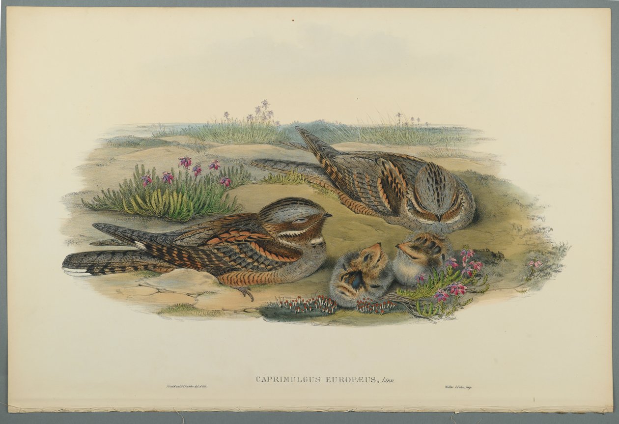 Caprimulgus Europaeus (színes litó szőtt papíron) alkotó: John Gould