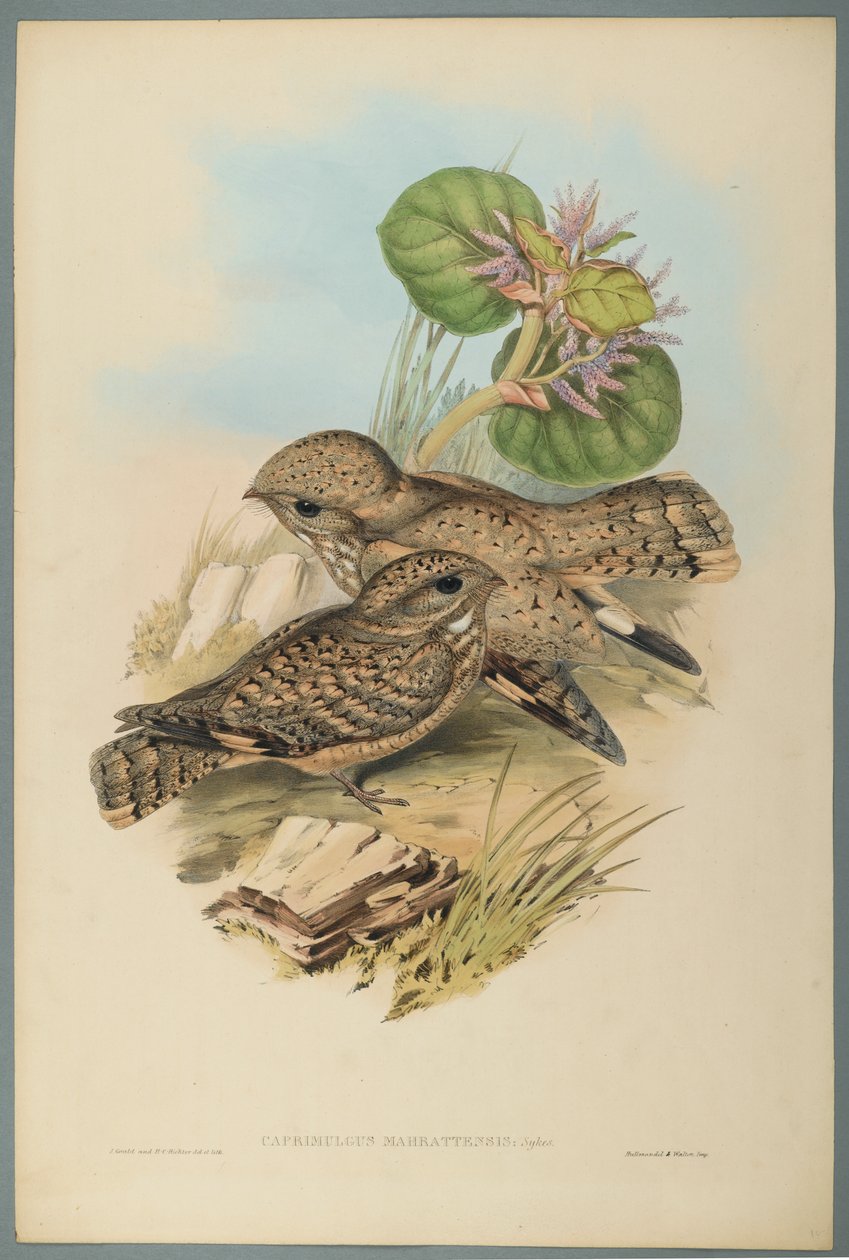 Caprimulgus Mahrattensis, Nightjar (színes lito szőtt papíron) alkotó: John Gould