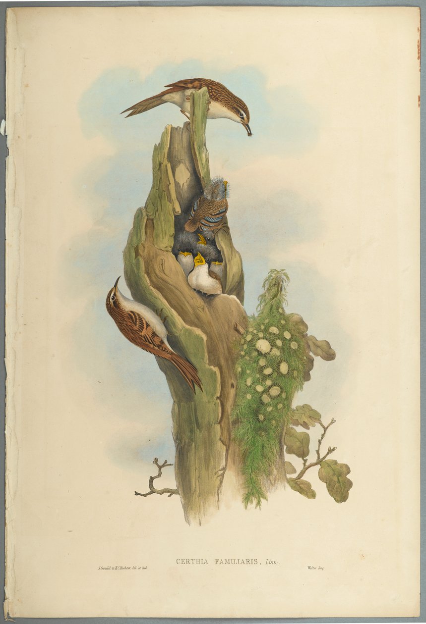 Certhia Familiaris - Tree Creeper (színes lito szőtt papíron) alkotó: John Gould