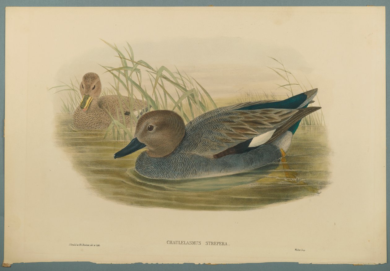 Chaulelasmus Strepera: Gadwell Ducks (színes lito szőtt papíron) alkotó: John Gould