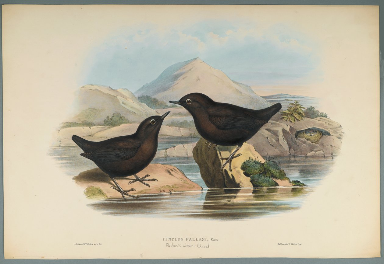 Cinclus Pallasi: Pallas Water Ouzel (színes litho szőtt papíron) alkotó: John Gould